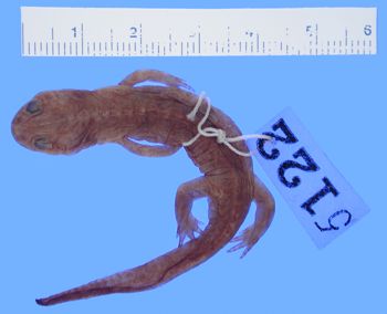 Media type: image; Herpetology A-5122
